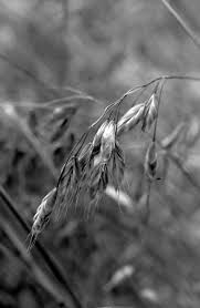 Attēlu rezultāti vaicājumam “Bromus secalinus”