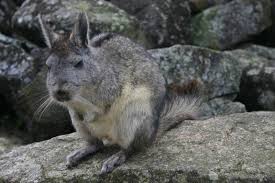 Image result for viscacha