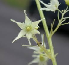 Attēlu rezultāti vaicājumam “Echinocystis lobata flower”
