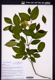 Attēlu rezultāti vaicājumam “Adoxaceae”