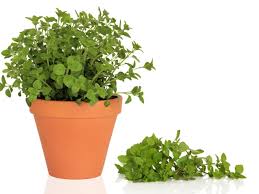 Image result for Oregano