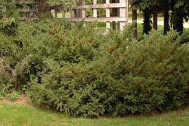 Attēlu rezultāti vaicājumam “Taxus”