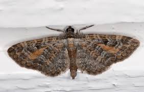 Attēlu rezultāti vaicājumam “Eupithecia icterata”