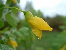 Attēlu rezultāti vaicājumam “Caragana arborescens flower”