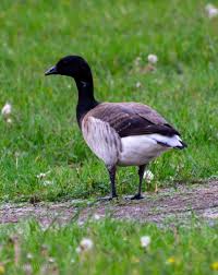 Attēlu rezultāti vaicājumam “Branta bernicla adult”