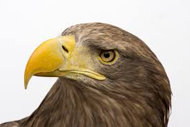 Image result for Haliaeetus albicilla