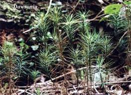 Attēlu rezultāti vaicājumam “Bryum pallens sporophyte”