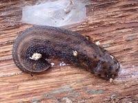 Attēlu rezultāti vaicājumam “Limax maximus”