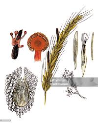 Attēlu rezultāti vaicājumam “Claviceps purpurea”