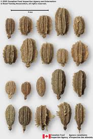 Attēlu rezultāti vaicājumam “Daucus sativus”