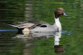 Image result for Anas acuta