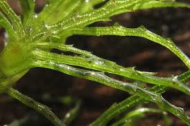 Attēlu rezultāti vaicājumam “Najadaceae”