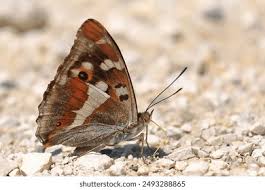 Attēlu rezultāti vaicājumam “Apatura iris underside”