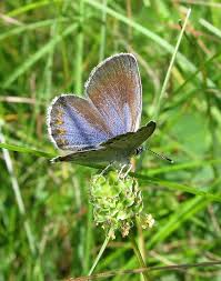Attēlu rezultāti vaicājumam “Plebejus argyrognomon underside”