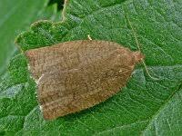 Attēlu rezultāti vaicājumam “Archips podana female”