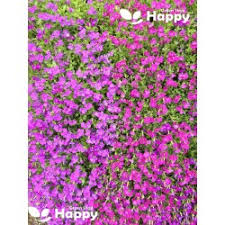 Image result for Aubrieta hybrida (cultorum)