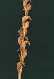 Attēlu rezultāti vaicājumam “Trichia scabra sessile”