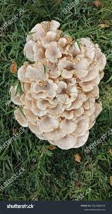 Attēlu rezultāti vaicājumam “Polyporus umbellatus”