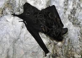 Attēlu rezultāti vaicājumam “Eptesicus nilssonii”