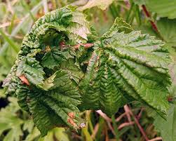 Attēlu rezultāti vaicājumam “Filipendula ulmaria  leaf”