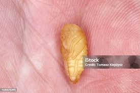 Attēlu rezultāti vaicājumam “Phyllopertha horticola imago”