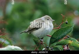 Attēlu rezultāti vaicājumam “Sylvia borin adult”