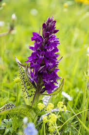Attēlu rezultāti vaicājumam “Orchis mascula leaf”
