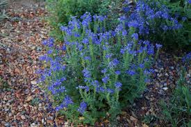 Attēlu rezultāti vaicājumam “Veronica austriaca subsp. teucrium flower”