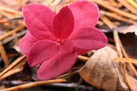 Attēlu rezultāti vaicājumam “Exobasidium splendidum”