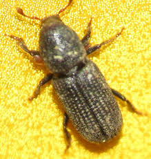 Attēlu rezultāti vaicājumam “Hylastes sp.”