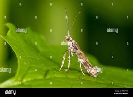 Attēlu rezultāti vaicājumam “Gracillaria syringella”