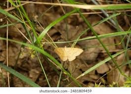 Attēlu rezultāti vaicājumam “Idaea serpentata”