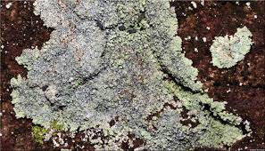 Attēlu rezultāti vaicājumam “Lepraria”