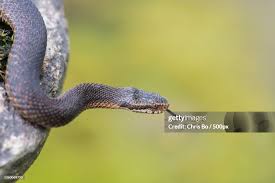 Attēlu rezultāti vaicājumam “Vipera berus”