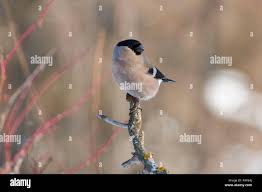 Attēlu rezultāti vaicājumam “Pyrrhula pyrrhula female”