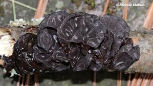 Attēlu rezultāti vaicājumam “Exidia recisa”