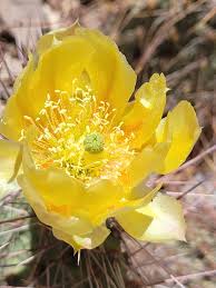 Attēlu rezultāti vaicājumam “Chara polyacantha”