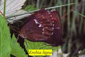 Attēlu rezultāti vaicājumam “Erebia ligea”