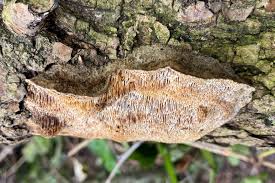 Attēlu rezultāti vaicājumam “Coriolopsis trogii”