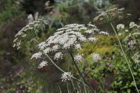 Attēlu rezultāti vaicājumam “Laserpitium latifolium flower”