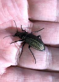Attēlu rezultāti vaicājumam “Carabus clathratus”