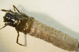 Attēlu rezultāti vaicājumam “Potamophylax”