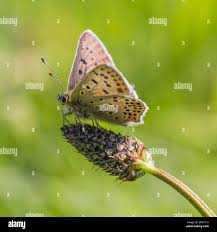Attēlu rezultāti vaicājumam “Lycaena tityrus male”