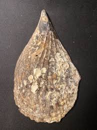 Attēlu rezultāti vaicājumam “Aloina rigida”