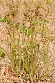 Attēlu rezultāti vaicājumam “Luzula campestris fruit”