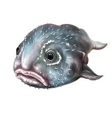 Image result for blobfish