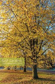 Attēlu rezultāti vaicājumam “Ulmus x hollandica leaf”