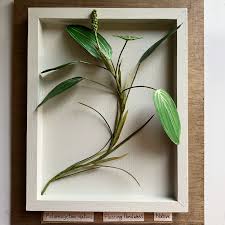 Attēlu rezultāti vaicājumam “Potamogeton natans”