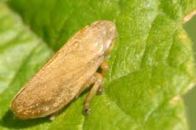 Attēlu rezultāti vaicājumam “Aphrophoridae imago”