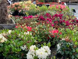 Attēlu rezultāti vaicājumam “rhododendron”